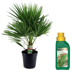 Dwergpalm - Chamaerops humilis - Hoogte 70-80cm - ⌀21cm