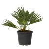 Dwergpalm - Chamaerops 'Vulcano' - Hoogte 35-45cm - ⌀19cm