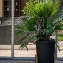 Dwergpalm - Chamaerops 'Vulcano' - Hoogte 35-45cm - ⌀19cm