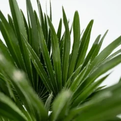 Dwergpalm - Chamaerops 'Vulcano' - Hoogte 35-45cm - ⌀19cm