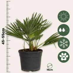 Dwergpalm - Chamaerops 'Vulcano' - Hoogte 35-45cm - ⌀19cm