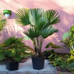 Dwergpalm - Chamaerops 'Vulcano' - Hoogte 35-45cm - ⌀19cm