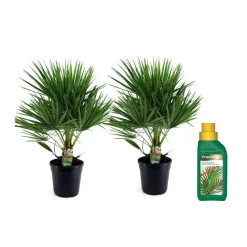 Dwergpalm - Set van 2 - Chamaerops humilis - Hoogte 70-80cm - ⌀21cm