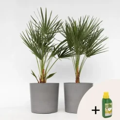 Dwergpalm - Set van 2 - Chamaerops humilis - Hoogte 70-80cm - ⌀21cm