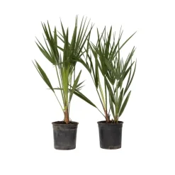 Dwergpalm - Set van 2 - Chamaerops humilis - Hoogte 50-60cm - ⌀15cm