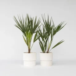 Dwergpalm - Set van 2 - Chamaerops humilis - Hoogte 50-60cm - ⌀15cm