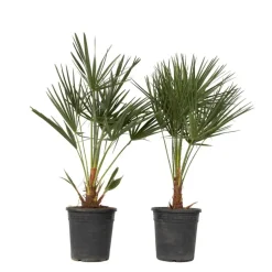 Dwergpalm - Set van 2 - Chamaerops humilis - Hoogte 70-80cm - ⌀21cm