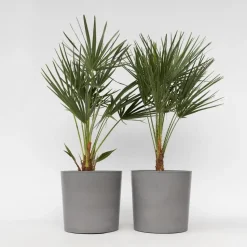 Dwergpalm - Set van 2 - Chamaerops humilis - Hoogte 70-80cm - ⌀21cm