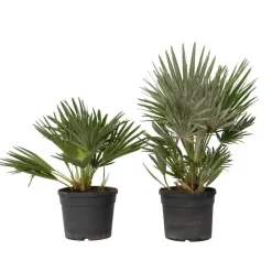 Dwergpalm - Set van 2 - Chamaerops 'Vulcano' - Hoogte 35-45cm - ⌀19cm
