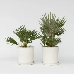 Dwergpalm - Set van 2 - Chamaerops 'Vulcano' - Hoogte 35-45cm - ⌀19cm