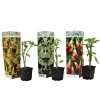Engelentrompet - Set van 3 - Brugmansia - Hoogte 25-40cm - ⌀9cm