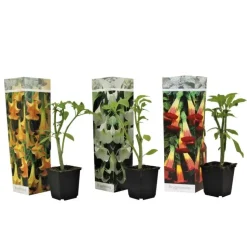 Engelentrompet - Set van 3 - Brugmansia - Hoogte 25-40cm - ⌀9cm