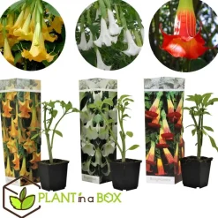 Engelentrompet - Set van 3 - Brugmansia - Hoogte 25-40cm - ⌀9cm