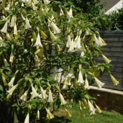 Engelentrompet - Set van 3 - Brugmansia - Hoogte 25-40cm - ⌀9cm