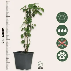 Engelentrompet - Set van 3 - Brugmansia - Hoogte 25-40cm - ⌀9cm