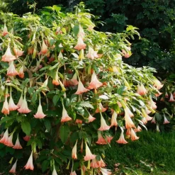 Engelentrompet - Set van 3 - Brugmansia - Hoogte 25-40cm - ⌀9cm