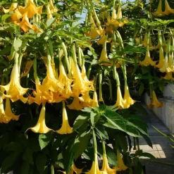 Engelentrompet - Set van 6 - Brugmansia - Hoogte 25-40cm - ⌀9cm