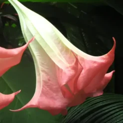 Engelentrompet - Set van 6 - Brugmansia - Hoogte 25-40cm - ⌀9cm