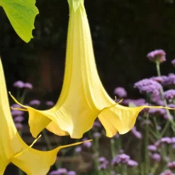 Engelentrompet - Set van 6 - Brugmansia - Hoogte 25-40cm - ⌀9cm