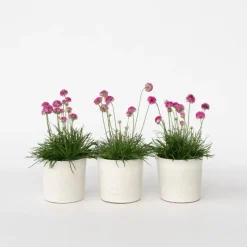 Engels gras - Set van 3 - Armeria maritima 'Deep Rose' - Hoogte 20-30cm - ⌀12cm