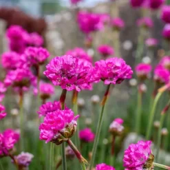 Engels gras - Set van 3 - Armeria maritima 'Deep Rose' - Hoogte 20-30cm - ⌀12cm