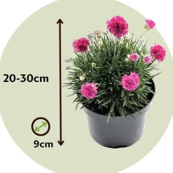 Engels gras - Set van 3 - Armeria maritima 'Deep Rose' - Hoogte 20-30cm - ⌀12cm