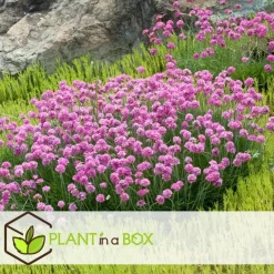 Engels gras - Set van 3 - Armeria maritima 'Deep Rose' - Hoogte 20-30cm - ⌀12cm
