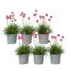 Engels gras - Set van 6 - Armeria maritima 'Deep Rose' - Hoogte 20-30cm - ⌀12cm
