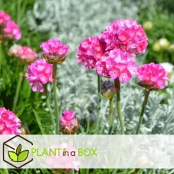 Engels gras - Set van 6 - Armeria maritima 'Deep Rose' - Hoogte 20-30cm - ⌀12cm