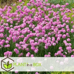 Engels gras - Set van 6 - Armeria maritima 'Deep Rose' - Hoogte 20-30cm - ⌀12cm