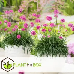 Engels gras - Set van 6 - Armeria maritima 'Deep Rose' - Hoogte 20-30cm - ⌀12cm