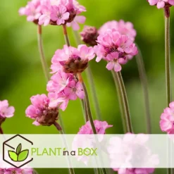 Engels gras - Set van 6 - Armeria maritima 'Deep Rose' - Hoogte 20-30cm - ⌀12cm