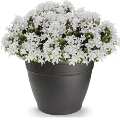 Forte Plastics Bloempot - antraciet - rond - kunststof - 60 cm