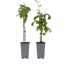 Frambozenplant - Set van 2 - Rubus 'Malling Promise' - Hoogte 50-60cm - ⌀15cm