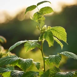 Frambozenplant - Set van 2 - Rubus 'Malling Promise' - Hoogte 50-60cm - ⌀15cm