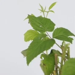 Frambozenplant - Set van 2 - Rubus 'Malling Promise' - Hoogte 50-60cm - ⌀15cm