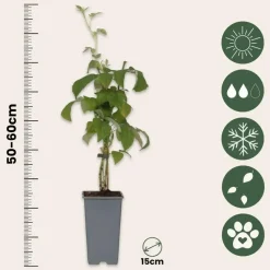 Frambozenplant - Set van 2 - Rubus 'Malling Promise' - Hoogte 50-60cm - ⌀15cm