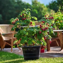 Frambozenplant - Set van 2 - Rubus 'Malling Promise' - Hoogte 50-60cm - ⌀15cm