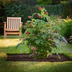 Frambozenplant - Set van 2 - Rubus 'Malling Promise' - Hoogte 50-60cm - ⌀15cm