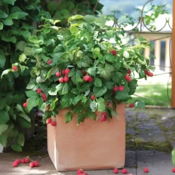 Frambozenplant - Set van 3 - Rubus ideaus 'Autumn Bliss' - Hoogte 25-40cm - ⌀9cm