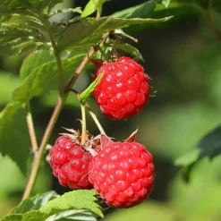 Frambozenplant - Set van 3 - Rubus ideaus 'Autumn Bliss' - Hoogte 25-40cm - ⌀9cm