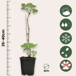 Frambozenplant - Set van 3 - Rubus ideaus 'Autumn Bliss' - Hoogte 25-40cm - ⌀9cm