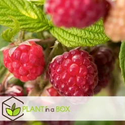 Frambozenplant - Set van 3 - Rubus ideaus 'Autumn Bliss' - Hoogte 25-40cm - ⌀9cm
