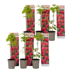 Frambozenplant - Set van 6 - Rubus ideaus 'Autumn Bliss' - Hoogte 25-40cm - ⌀9cm