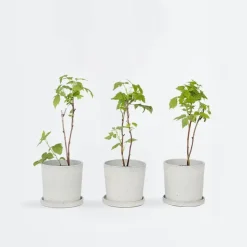 Frambozenplant - Set van 6 - Rubus ideaus 'Autumn Bliss' - Hoogte 25-40cm - ⌀9cm