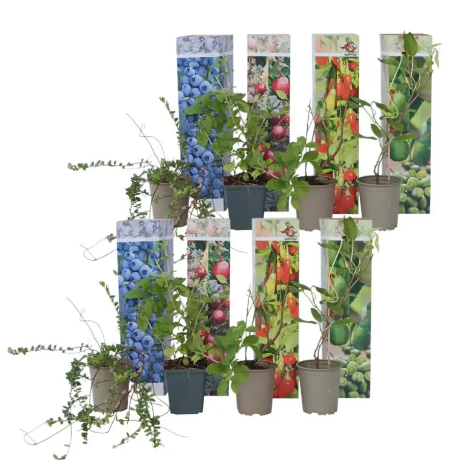 Fruitstruiken - Set van 8 - Actinidia, Vaccinium, Lycium - Hoogte 25-40cm - ⌀9cm