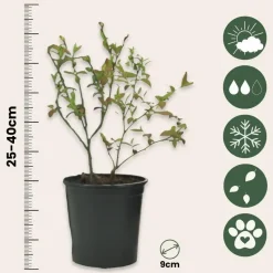 Fruitstruiken - Set van 8 - Actinidia, Vaccinium, Lycium - Hoogte 25-40cm - ⌀9cm
