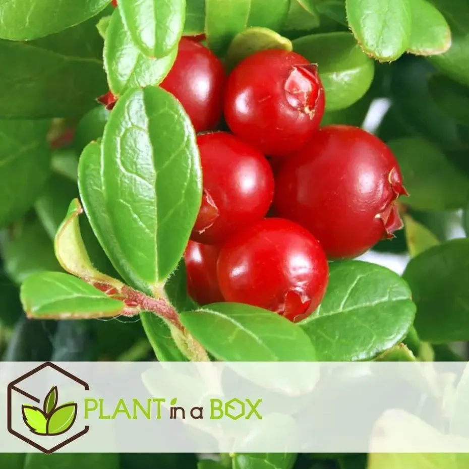 Fruitstruiken - Set van 8 - Actinidia, Vaccinium, Lycium - Hoogte 25-40cm - ⌀9cm