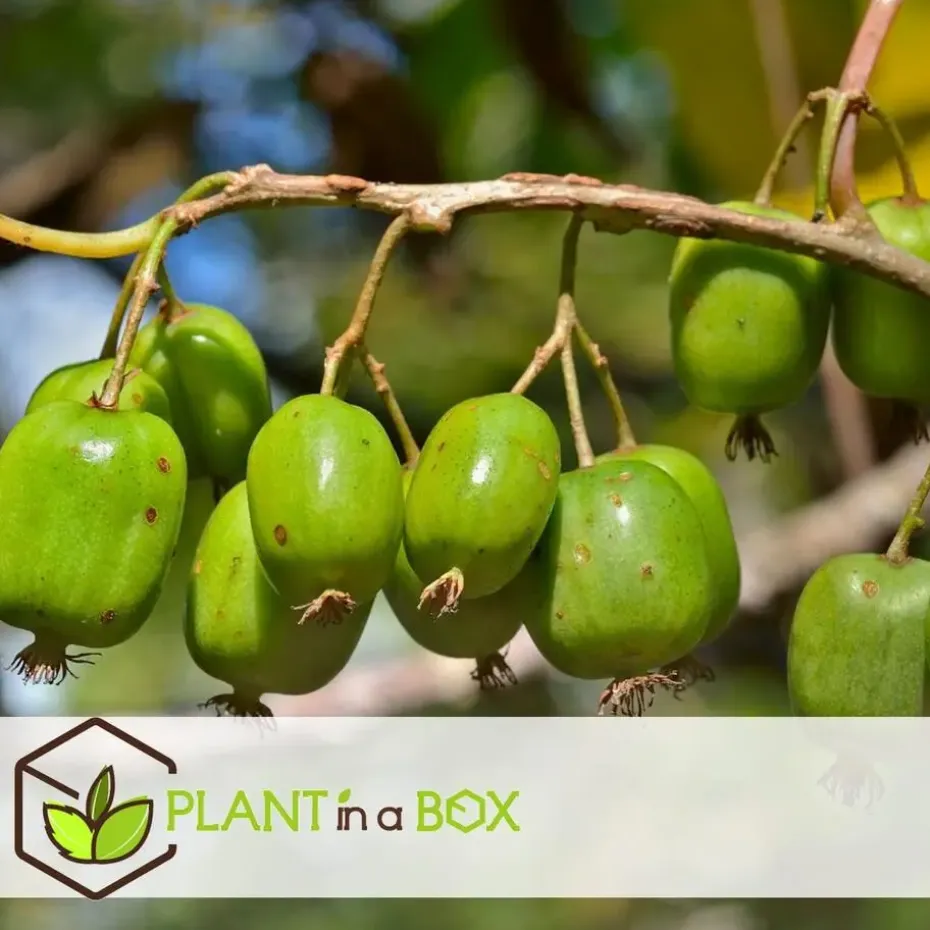 Fruitstruiken - Set van 8 - Actinidia, Vaccinium, Lycium - Hoogte 25-40cm - ⌀9cm