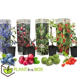 Fruitstruiken - Set van 8 - Actinidia, Vaccinium, Lycium - Hoogte 25-40cm - ⌀9cm